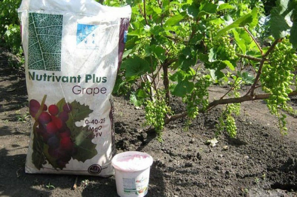 Основы выращивания и ухода за виноградом сорта Долгожданный